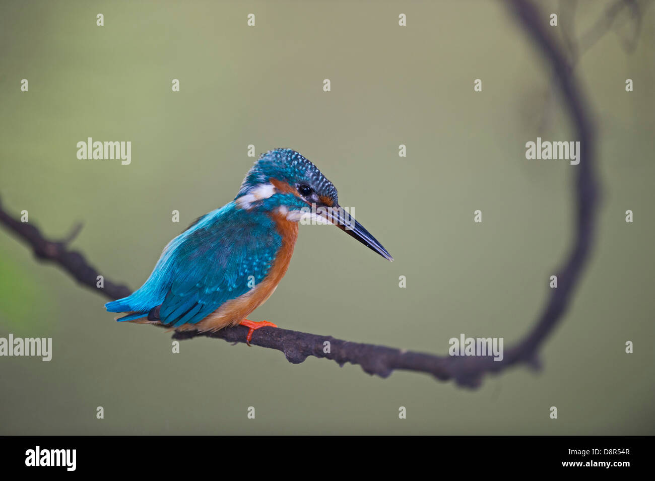 Kingfisher Alcedo atthis Norfolk UK Banque D'Images