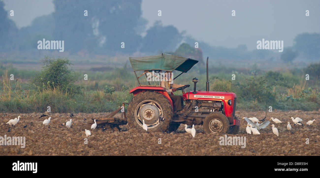 Héron garde-boeufs (Bubulcus ibis) autour de l'alimentation des personnes travaillant dans les domaines de l'Uttar Pradesh dans le Nord de l'Inde Banque D'Images