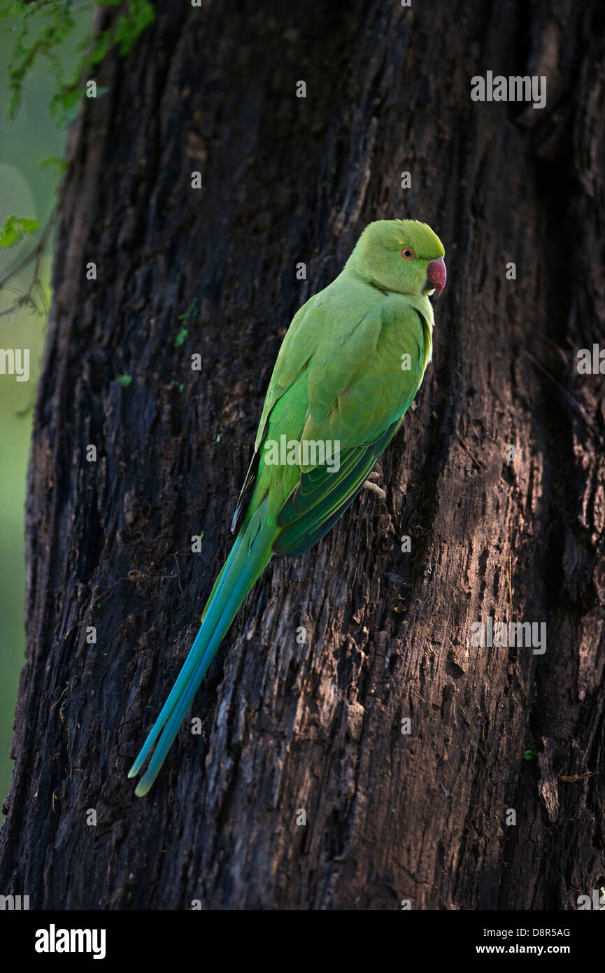 Héron pourpré Psittacula krameri Inde Bhratpur Banque D'Images