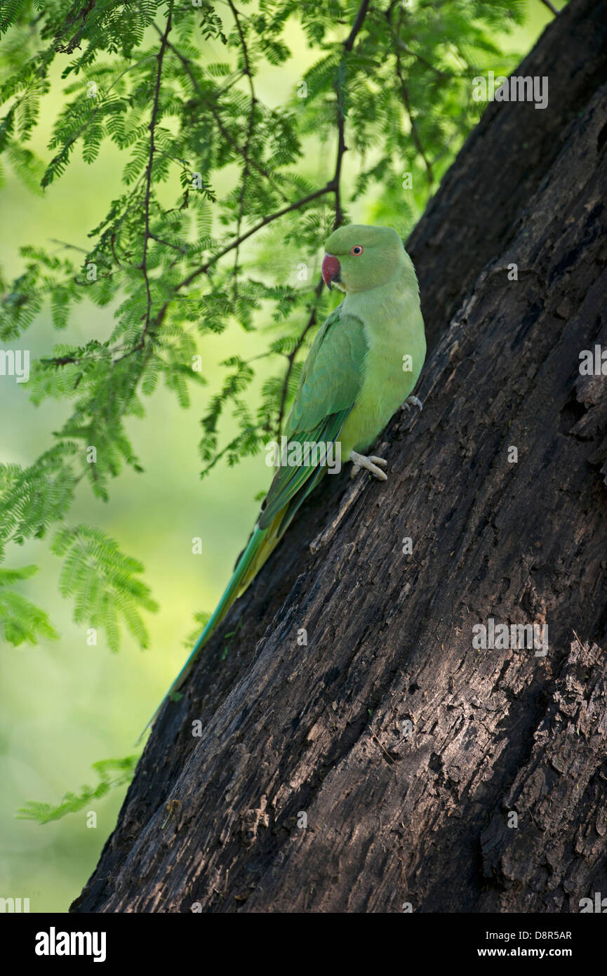 Héron pourpré Psittacula krameri Inde Bhratpur Banque D'Images