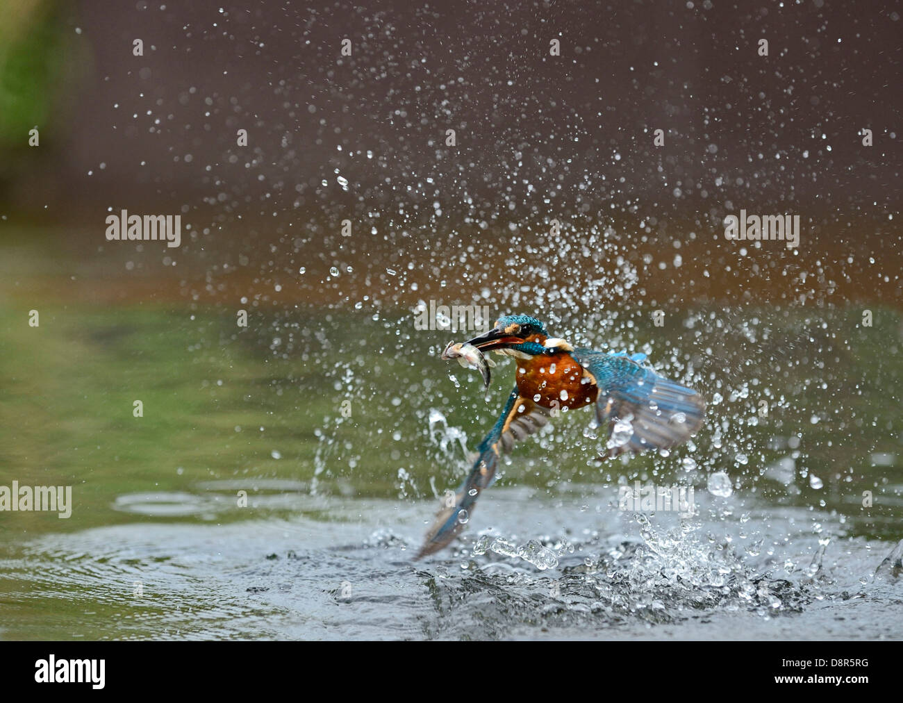 Kingfisher Alcedo atthis commun avec boule Juillet Worcestershire Banque D'Images