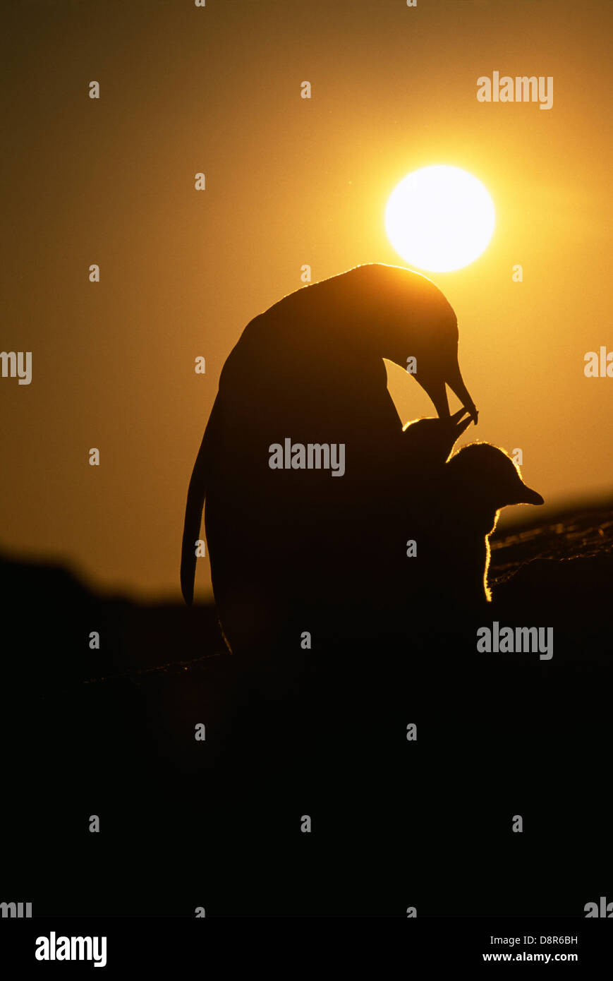 Gentoo pingouin, Pygoscelis papua, avec les poussins, en silhouette au coucher du soleil, l'Antarctique, l'Île Petermann Banque D'Images