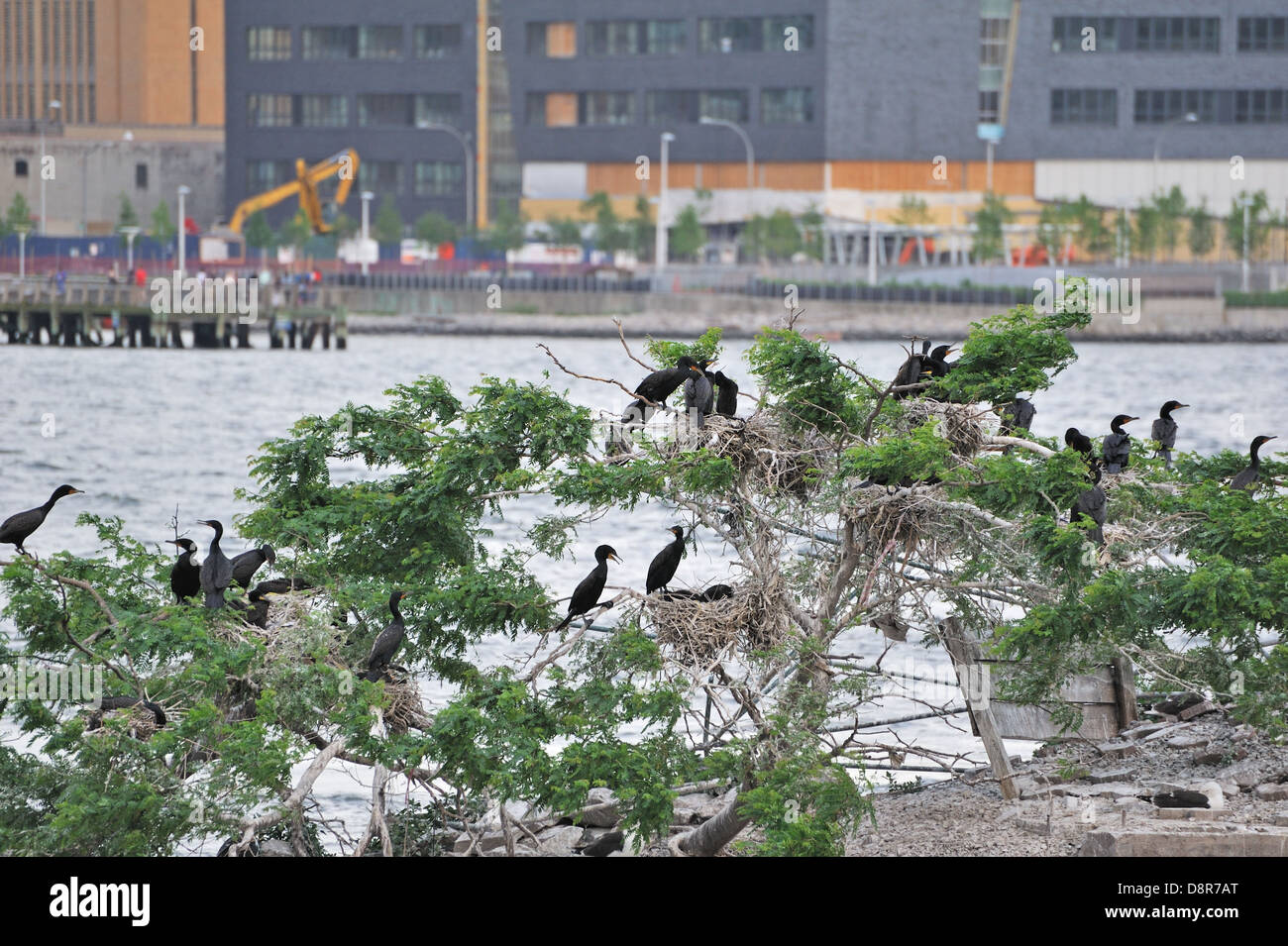 Le cormoran à aigrettes sur U Thant Island dans l'East River, entre Manhattan et Brooklyn à New York. Banque D'Images