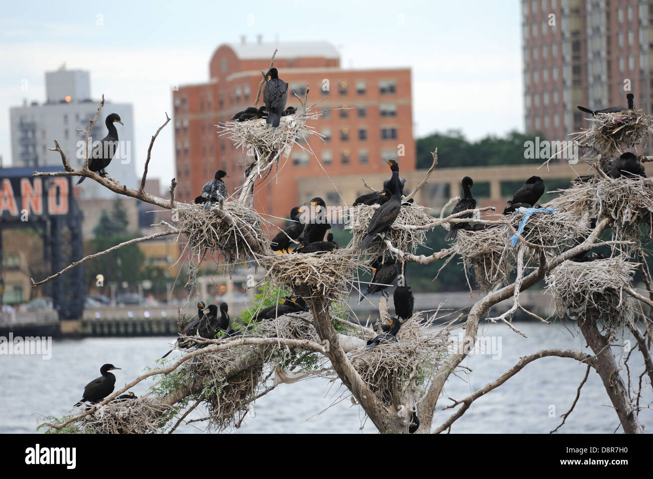 Le cormoran à aigrettes sur U Thant Island dans l'East River, entre Manhattan et Brooklyn à New York. Banque D'Images
