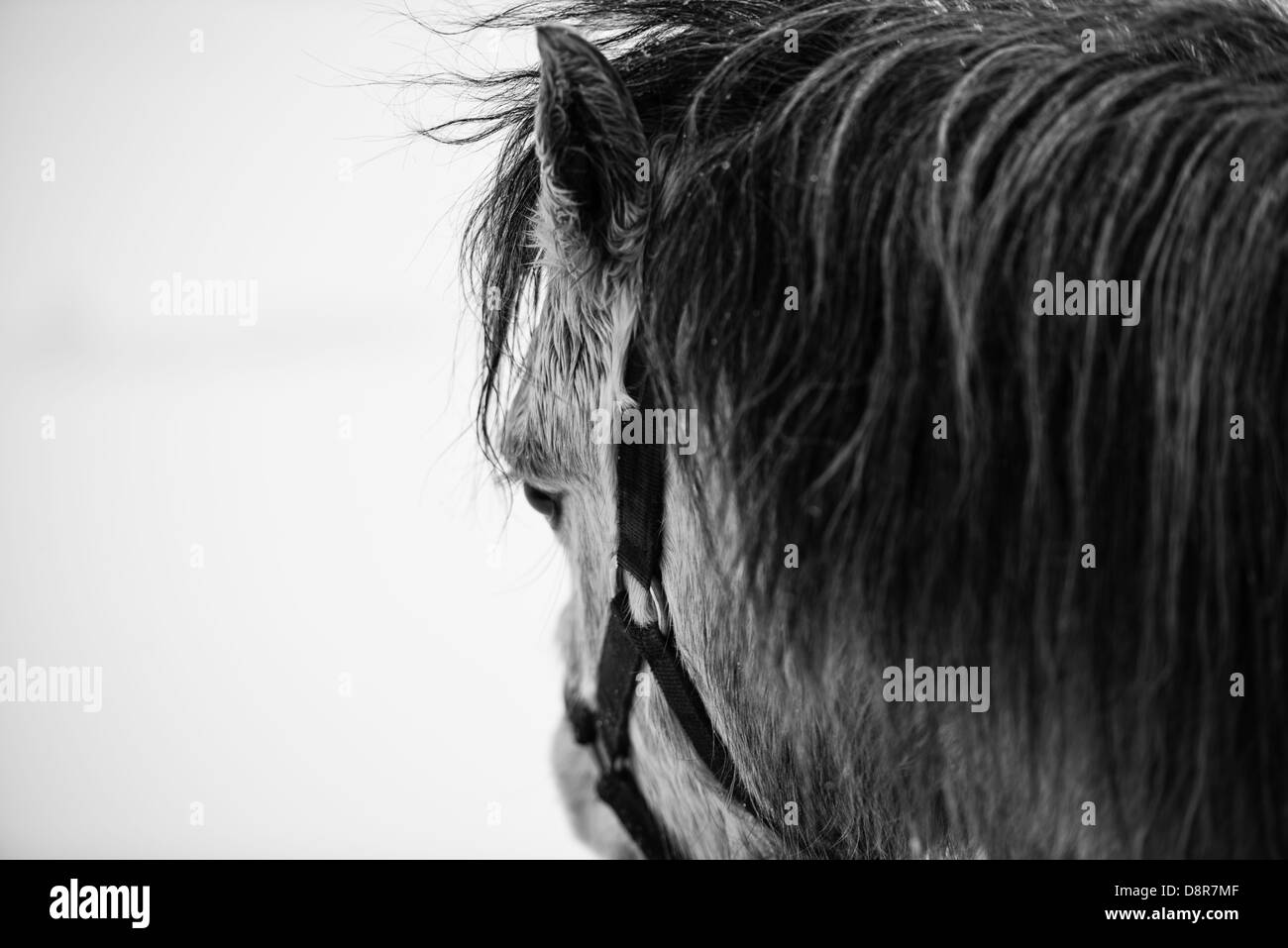 Cheval Noir et blanc Portrait in Derbyshire Peak District Banque D'Images
