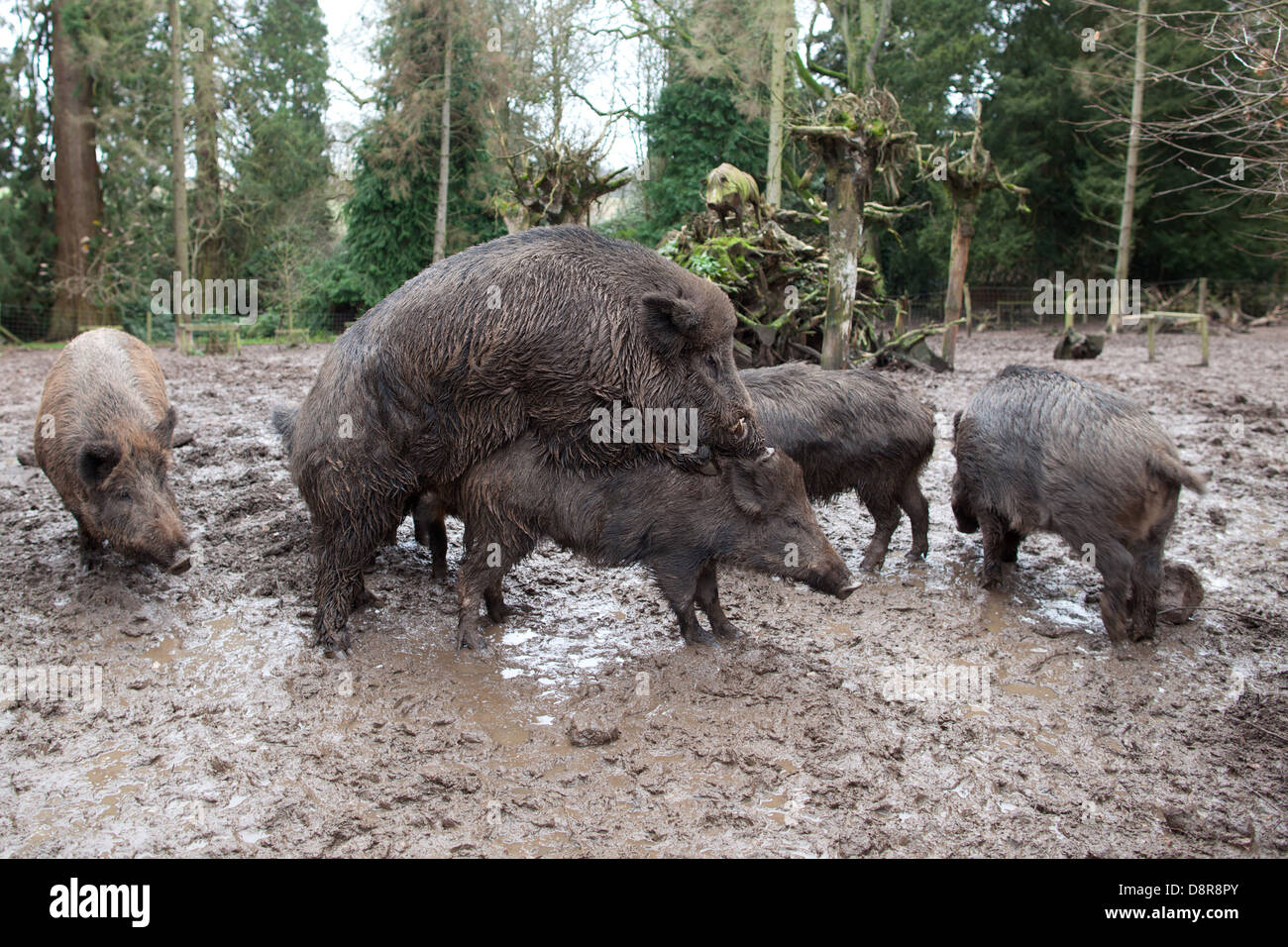 Le mâle monte la femelle du sanglier Photo Stock Alamy — free download