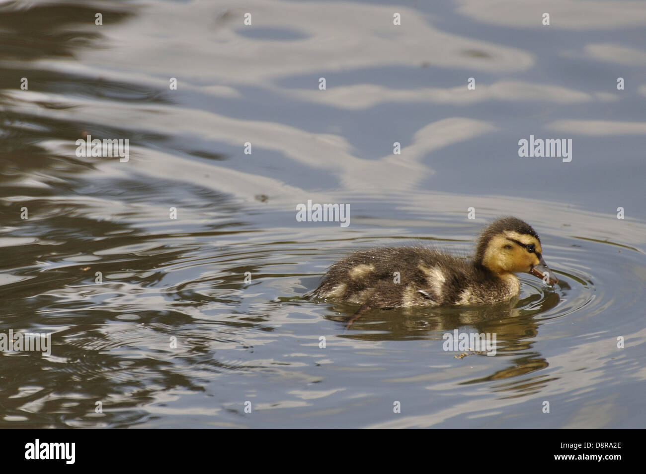 Les jeunes canetons colverts dans l'eau Banque D'Images