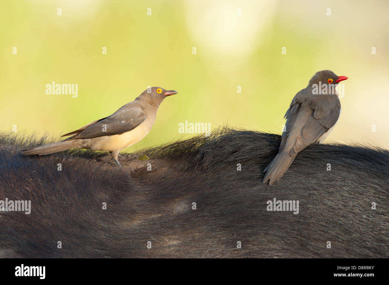 À bec rouge, Buphagus africanus, oxpeckers Zulu Nyala Game Reserve, Afrique du Sud Banque D'Images