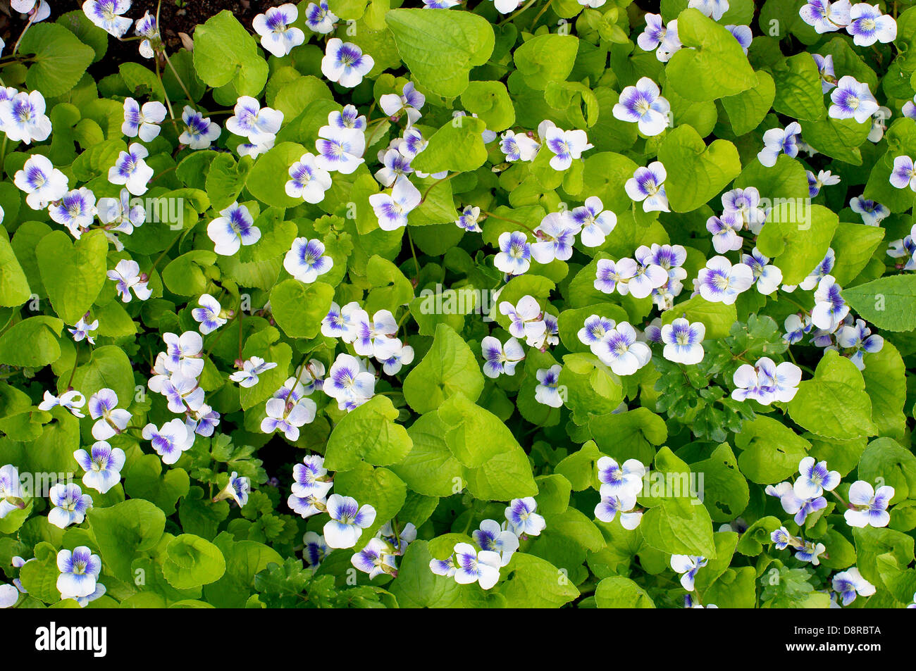Fleurs blanc bleu violet commune Viola sororia Banque D'Images