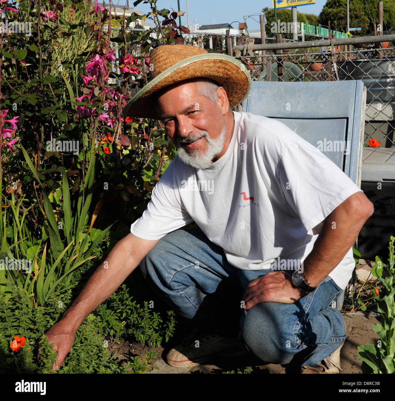 L'homme par les plantes au jardin communautaire de Santa Monica sur la rue Main Banque D'Images