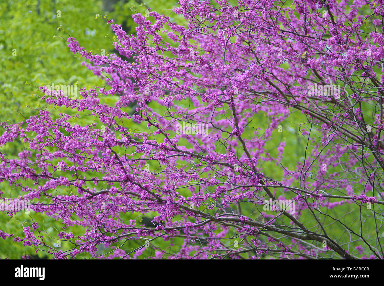 Floraison Cercis siliquastrum arbre de Judée Banque D'Images