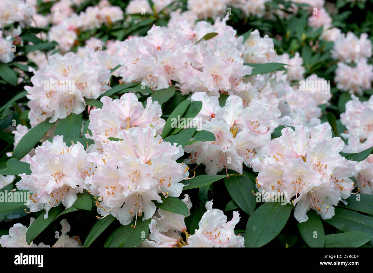 Rhododendron blanc de printemps fleurs jacksoni Banque D'Images Rhododendron blanc de printemps fleurs jacksoni Banque D'Images