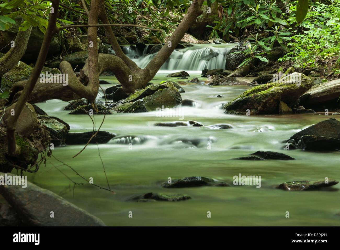 Sunlight jette un coup d'œil à travers une végétation luxuriante pour illuminer l'eau d'un ruisseau de montagne babillard près d'Asheville, en Caroline du Nord. (ÉTATS-UNIS) Banque D'Images