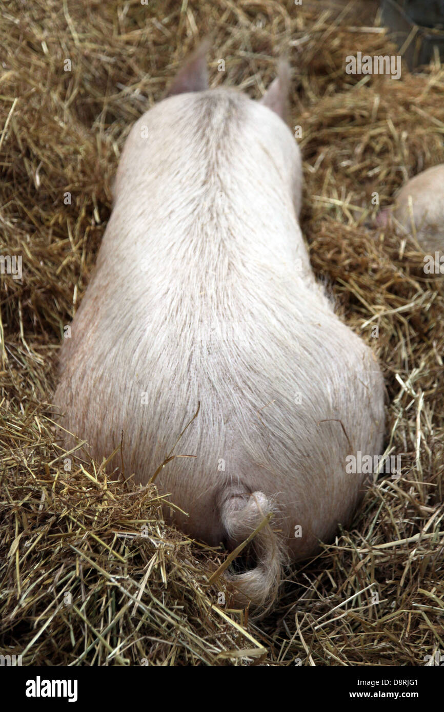 C'est une photo d'un cochon de couchage ou de porc que l'on voit de l'arrière. C'est assez sale et nauséabond, même visuelle stinky Banque D'Images