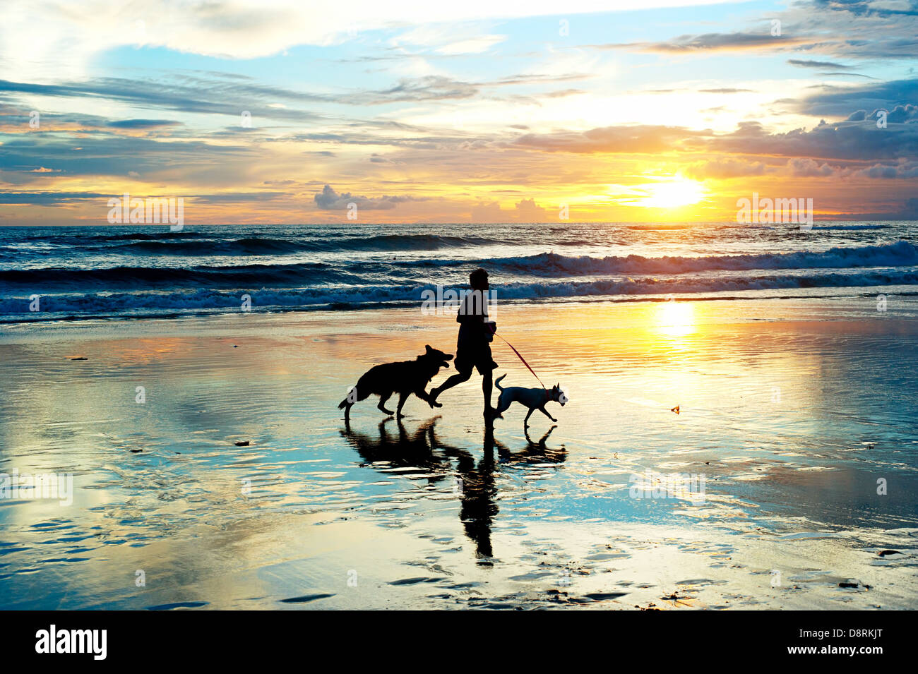 Homme avec un chiens qui courent sur la plage au coucher du soleil. L'île de Bali, Indonésie Banque D'Images