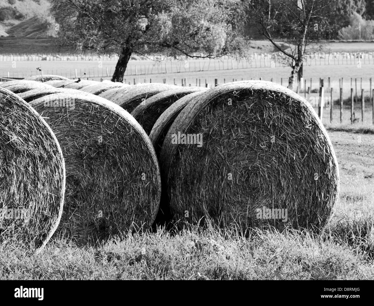 balles de foin Banque D'Images