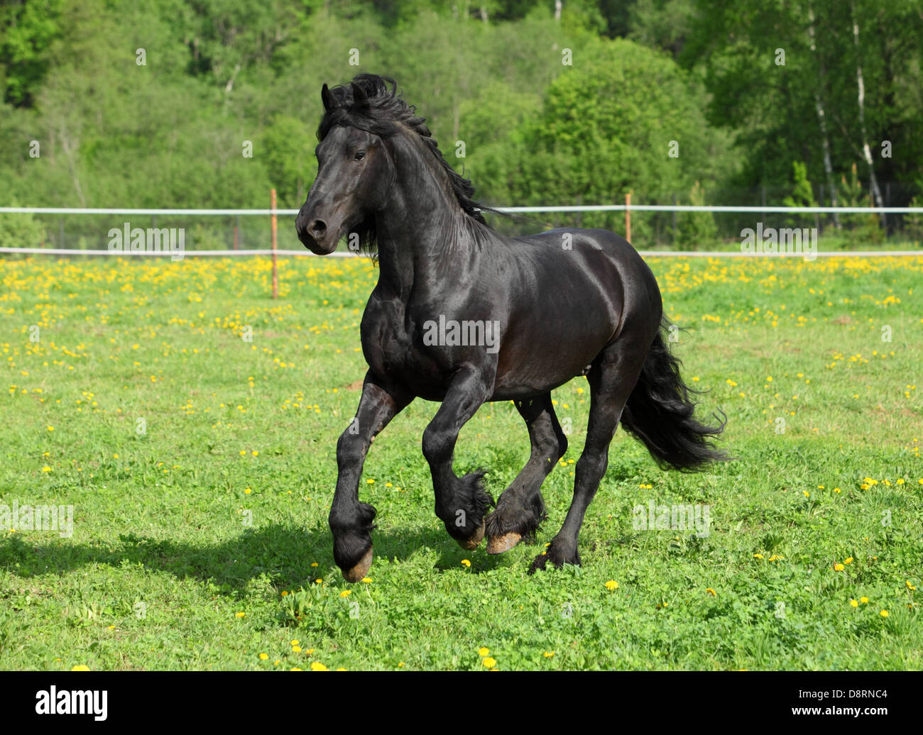 Cheval frison galoper dans un champ vert Banque D'Images
