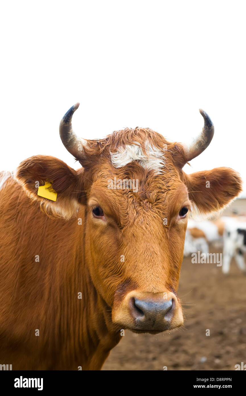 tête de vache Banque D'Images