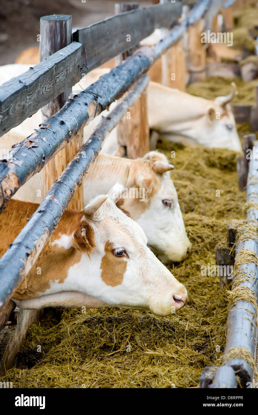 L'alimentation de l'alimentation des vaches hay rack Banque D'Images