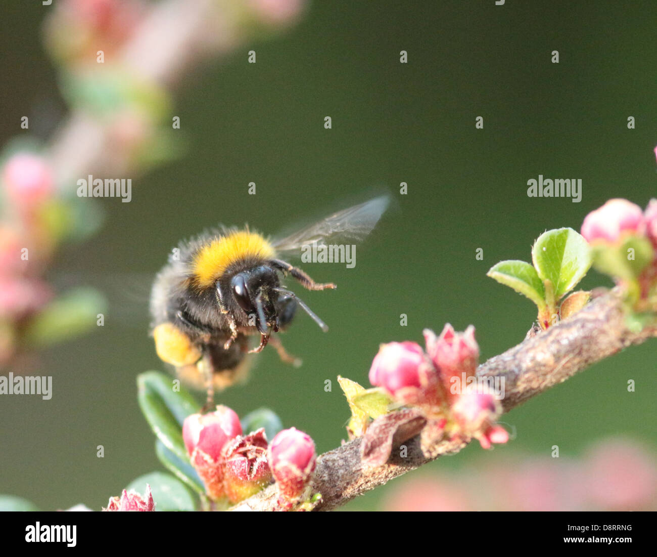 La récolte du miel des abeilles Banque D'Images