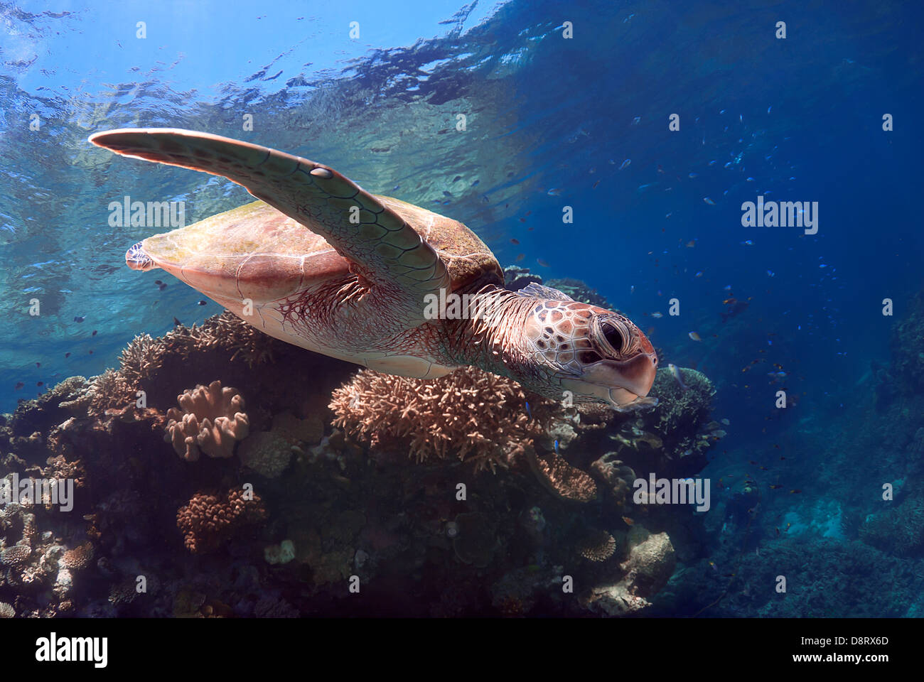 Tortue verte Chelonia mydas natation sur un récif de corail, Mer de Corail, Grande Barrière de corail, l'océan Pacifique, Queensland, Australie Banque D'Images