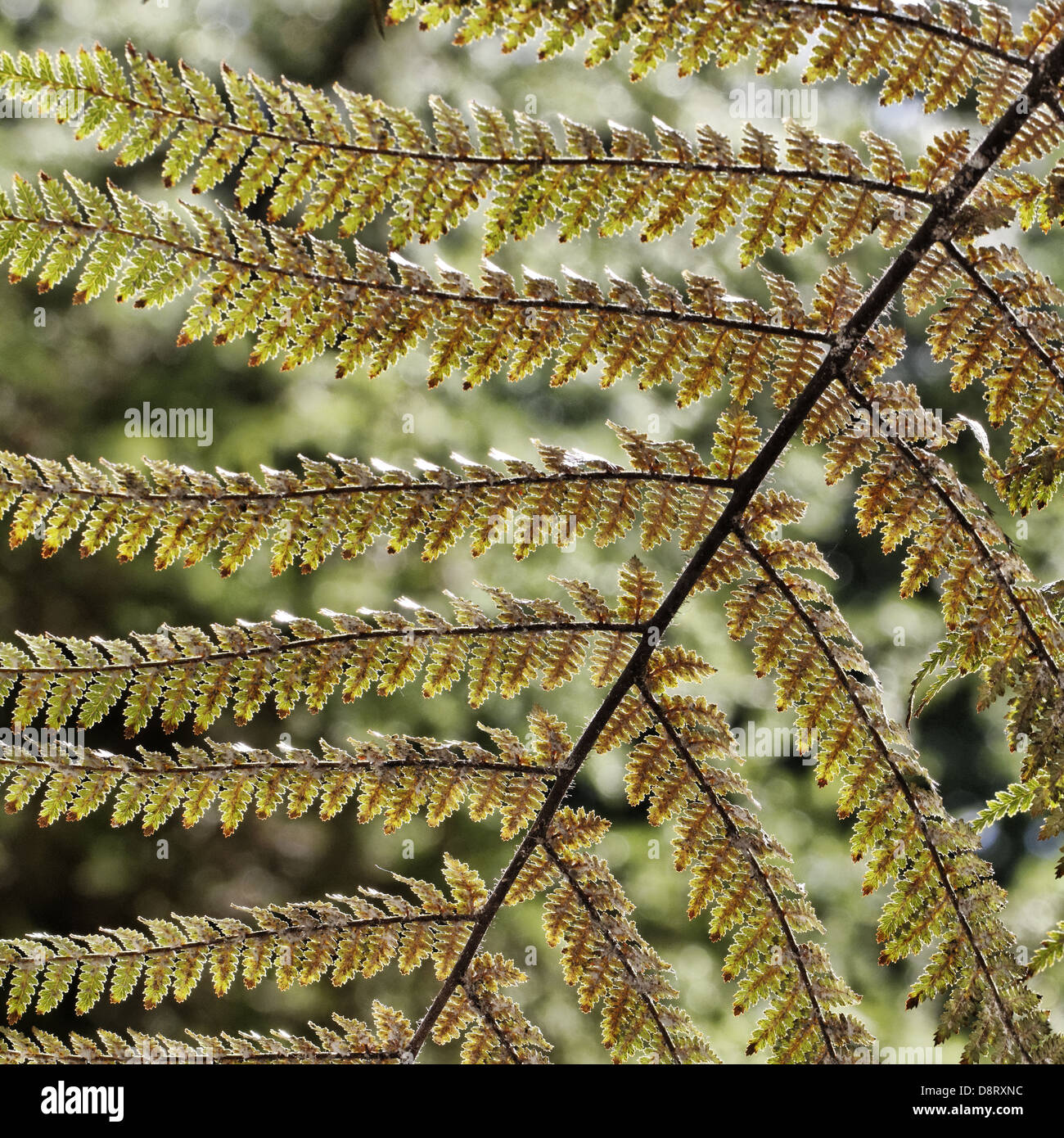 Dicksonia squarrosa, fougère arborescente rugueux Banque D'Images
