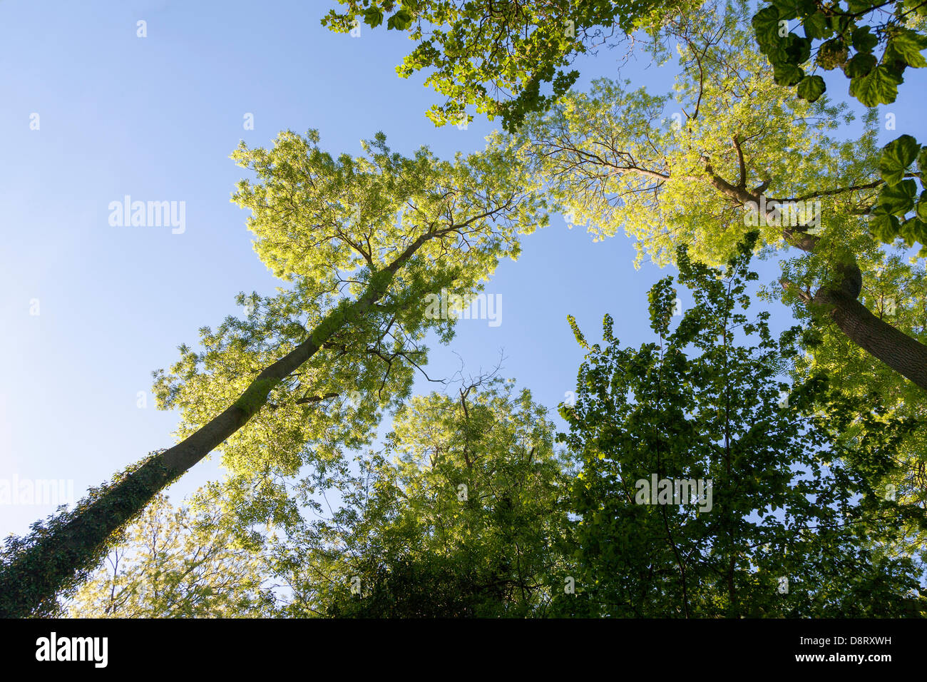 Abington, Northampton UK 4 juin 2013 à la recherche jusqu'à la cime des arbres du frêne commun. Fraxinus excisior (Iridaceae) ce matin avec une promesse d'une autre belle journée. Credit : Keith J Smith./Alamy Live News Banque D'Images