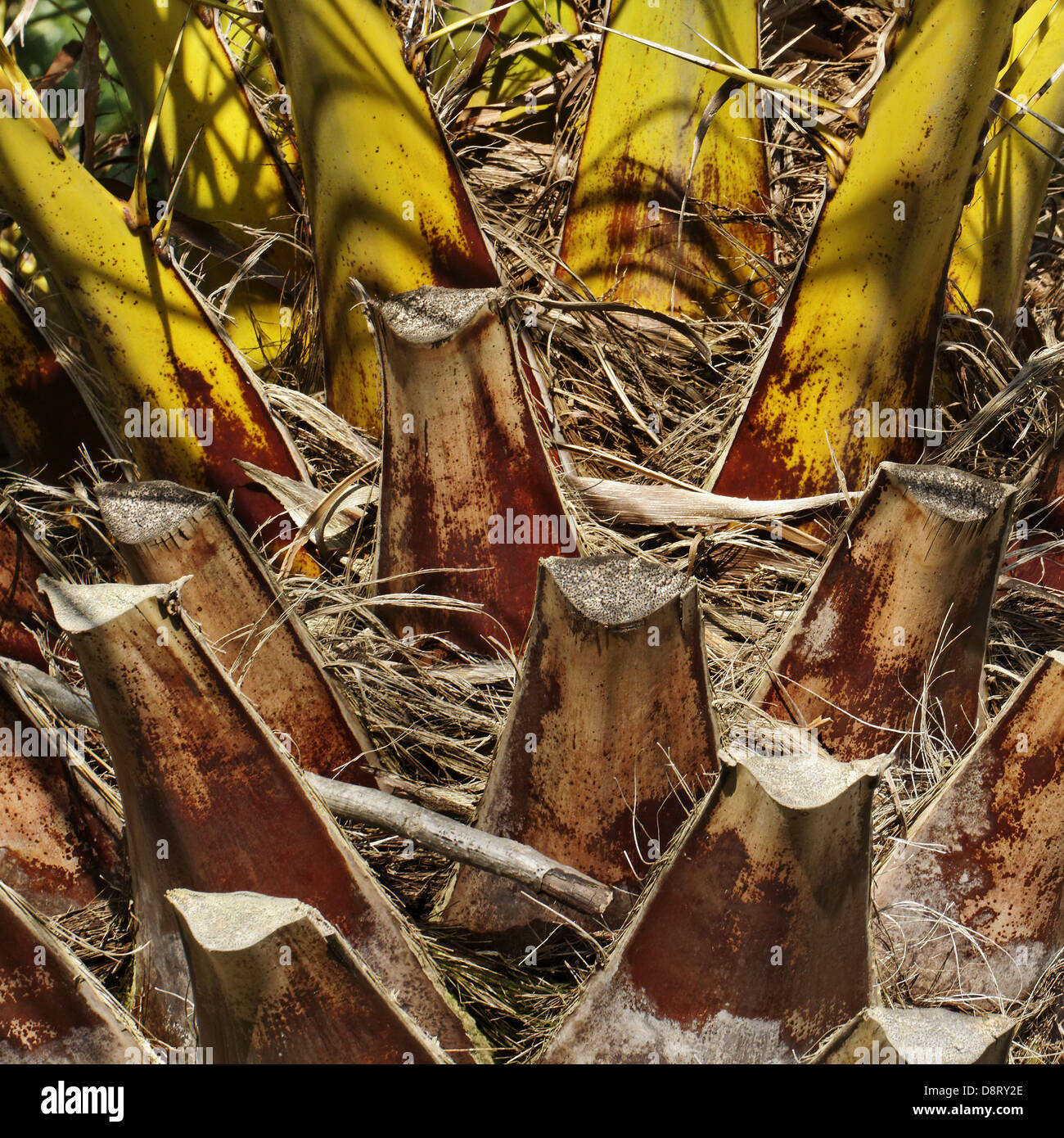 Phoenix canariensis, Canaries Date Palm Banque D'Images