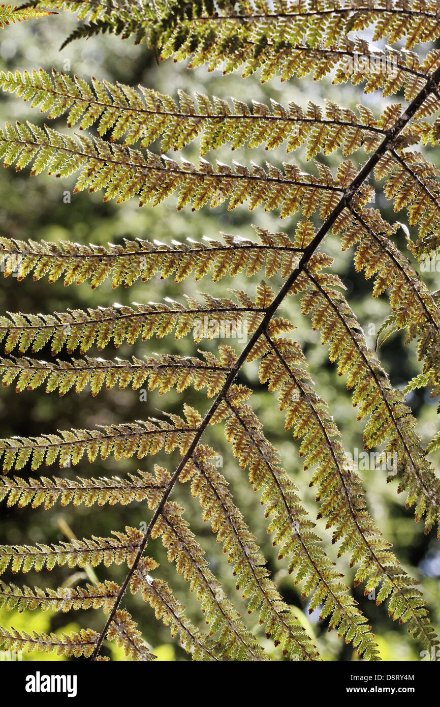 Dicksonia squarrosa, fougère arborescente rugueux Banque D'Images