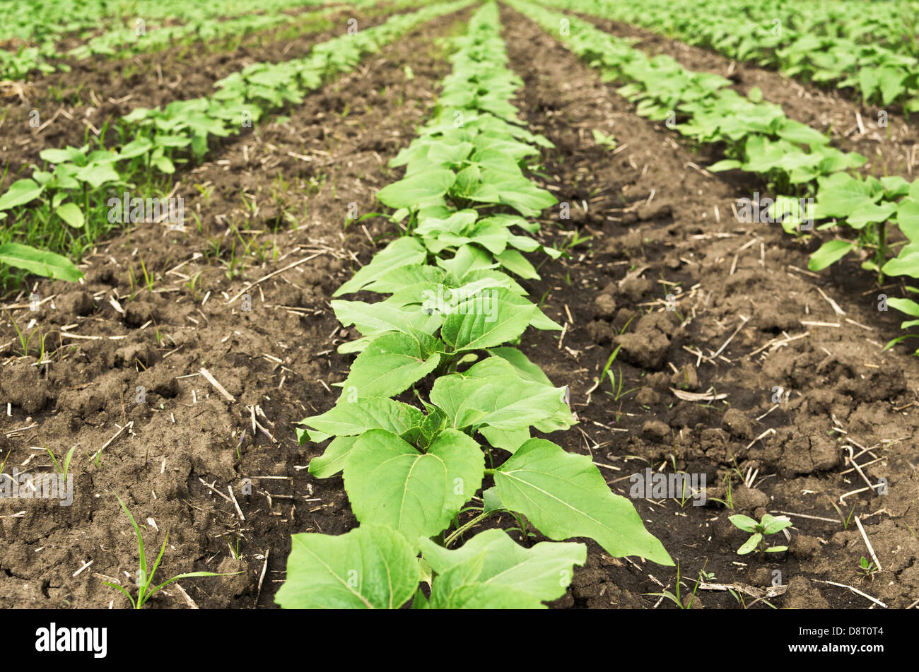 Jeune tournesol Banque de photographies et d’images à haute résolution — free download