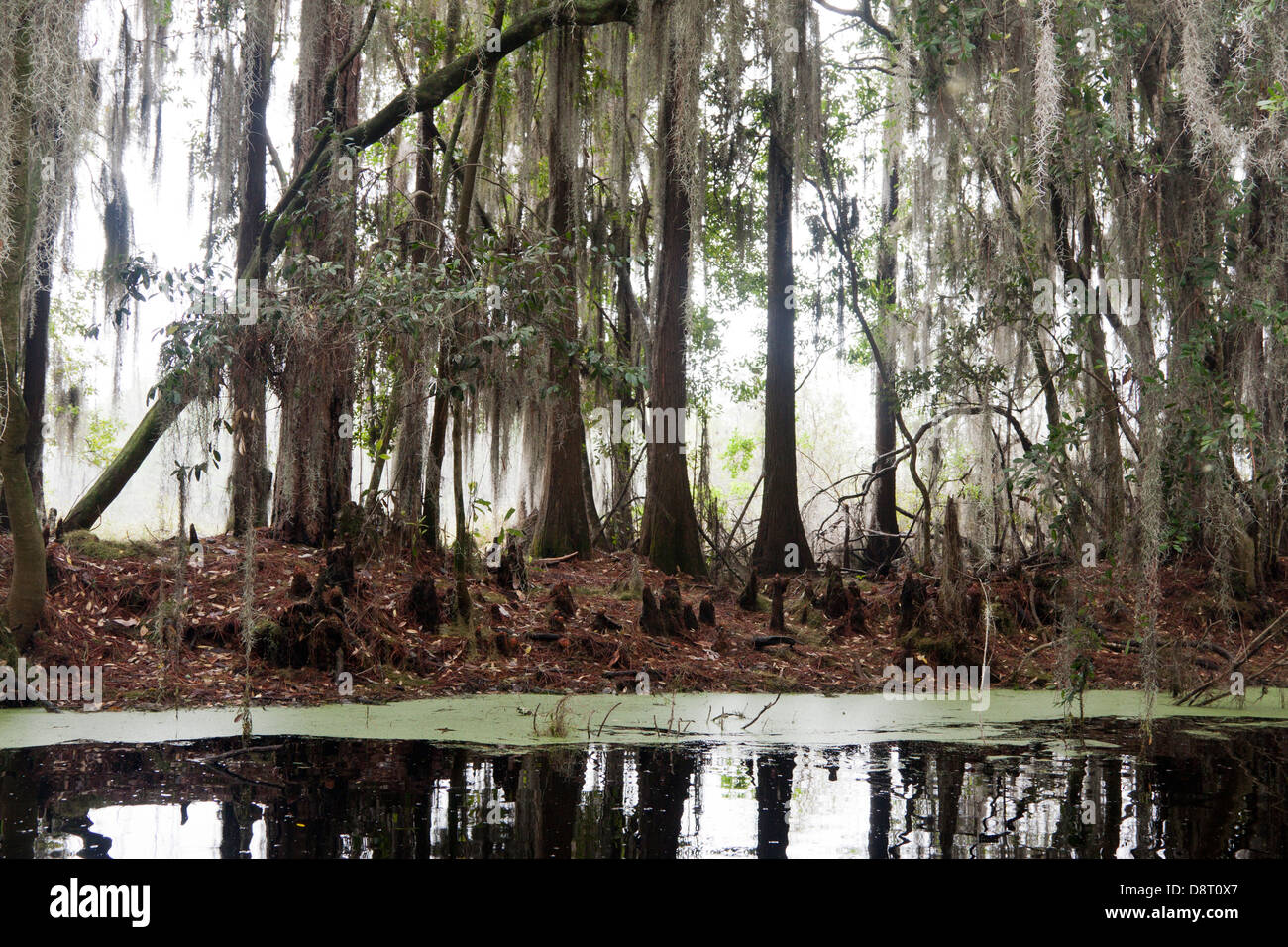 Les arbres couverts de mousse de cyprès chauve et les genoux le long du canal de Suwannee canoe trail à Okefenokee National Wildlife Refuge, Georgia, USA Banque D'Images