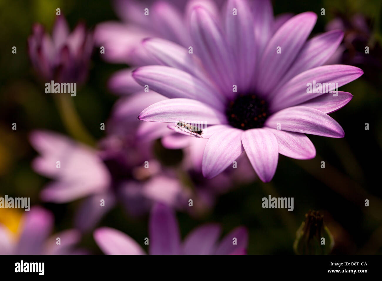 Un insecte étrange vole comme sur la crête de la fleur rose de Dimorphotheca dans un jardin de source tranquille en Bretagne, en France Banque D'Images