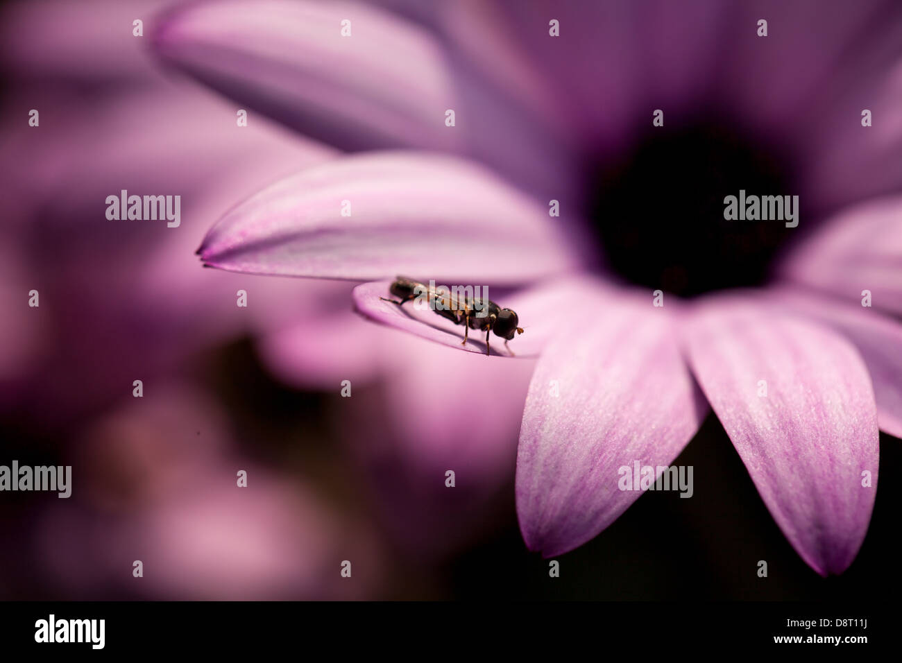 Un insecte étrange vole comme sur la crête de la fleur rose de Dimorphotheca dans un jardin de source tranquille en Bretagne, en France Banque D'Images