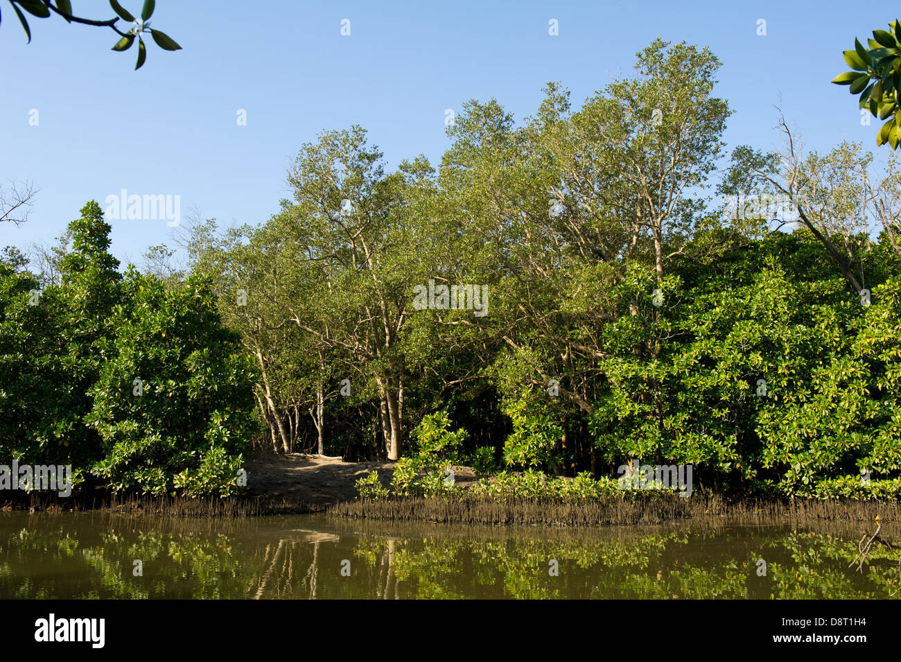 John Dunn, mangrove, Umlalazi Nature Reserve, Mtunzini, Afrique du Sud Banque D'Images