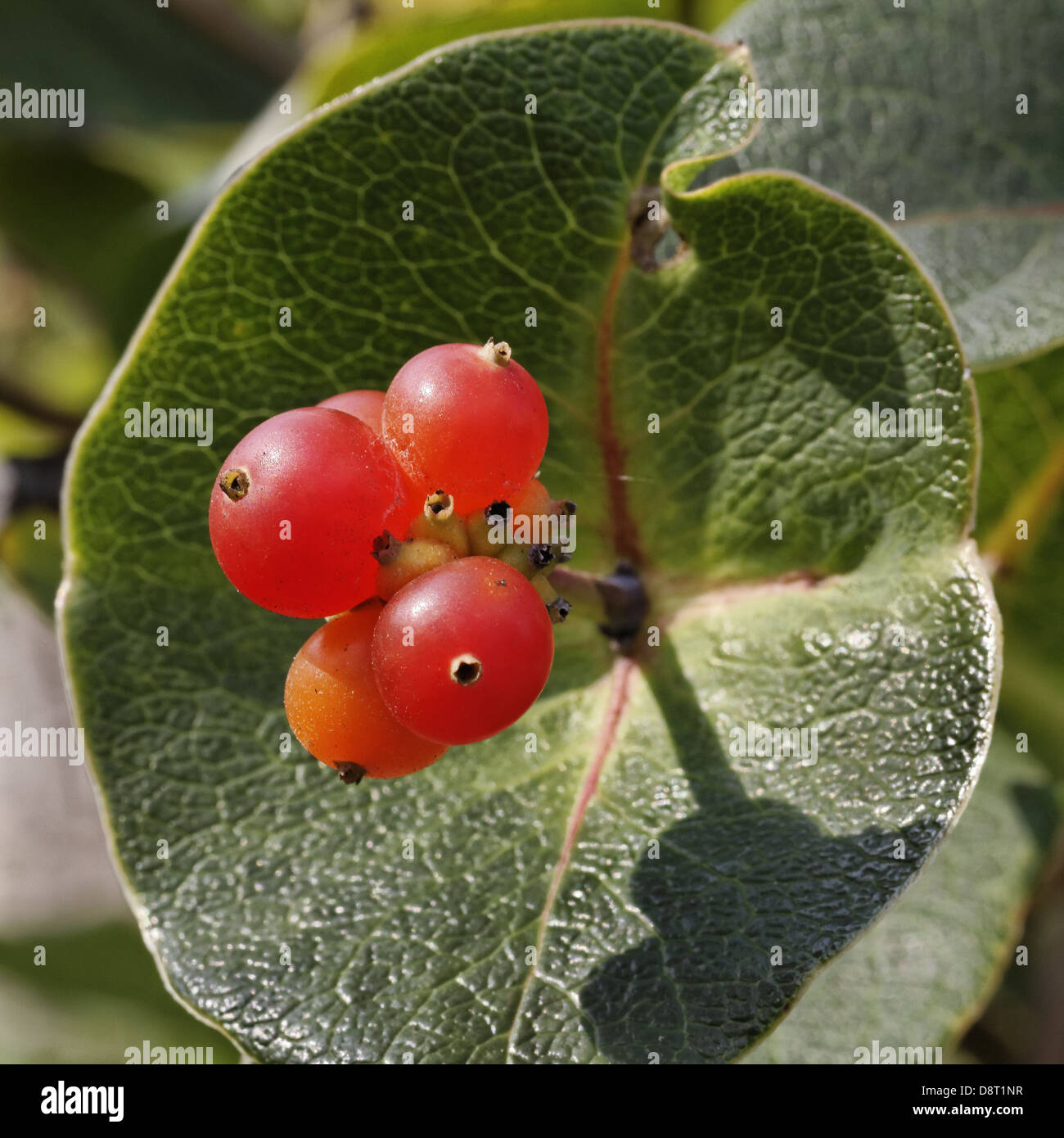 Chèvrefeuille lonicera caprifolium, italien Banque D'Images