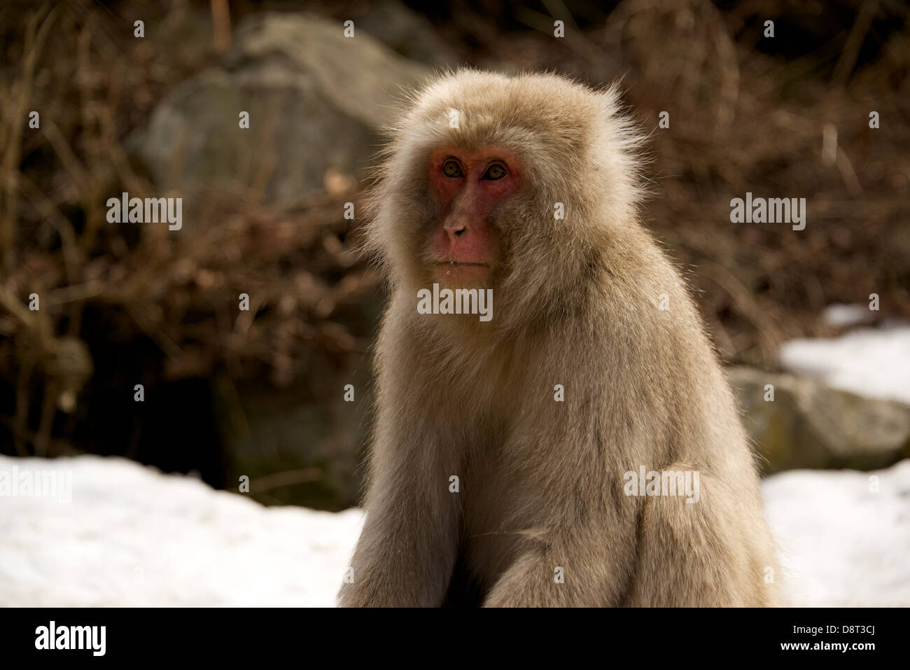 Snow monkey - Jigokudani, Nagano, Japon Banque D'Images