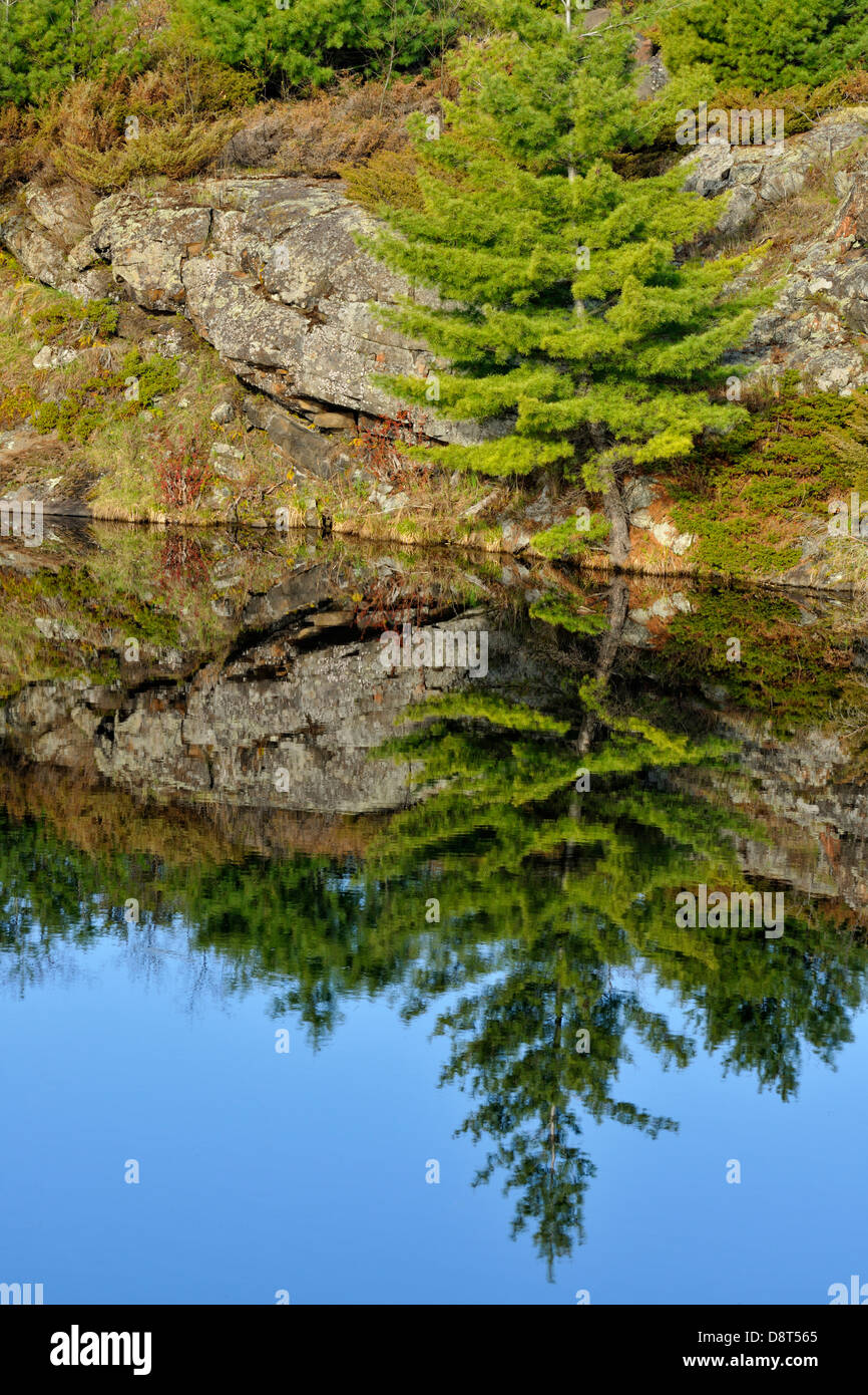 Les granites et les pines reflétée dans un petit lac Whitefish Falls Ontario Canada Banque D'Images