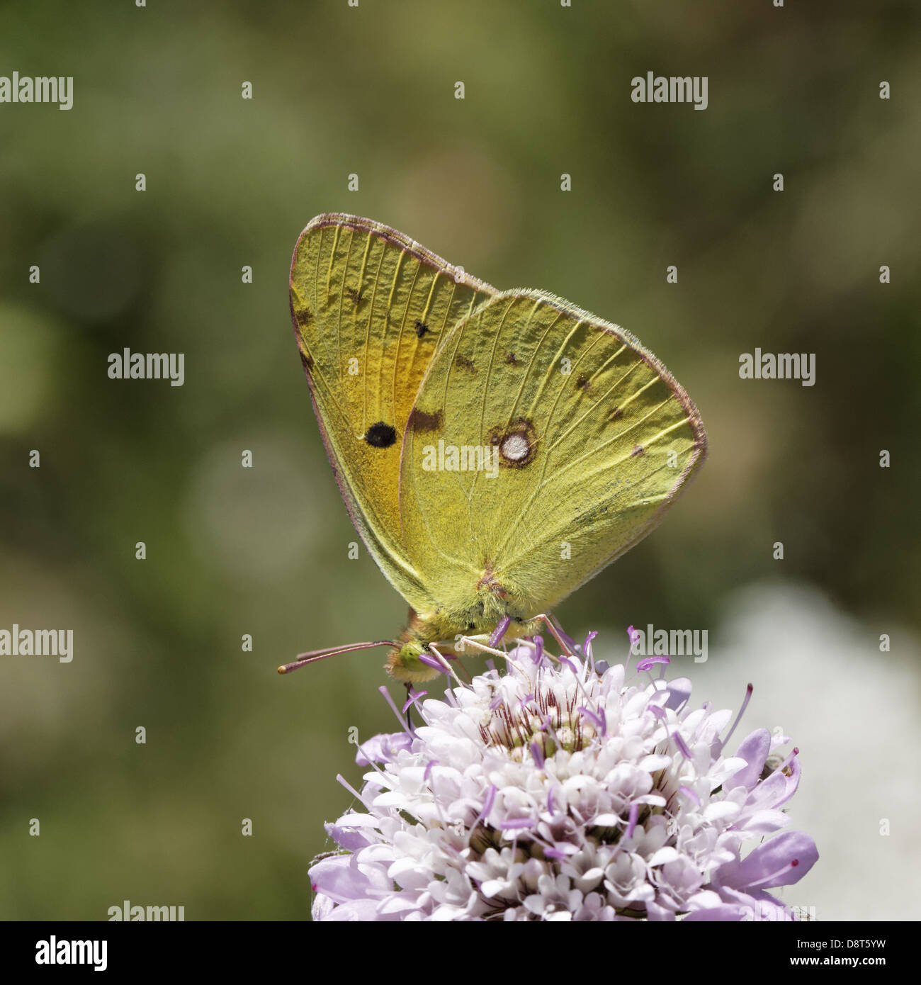 Colias crocea, obscurci papillon jaune foncé Banque D'Images