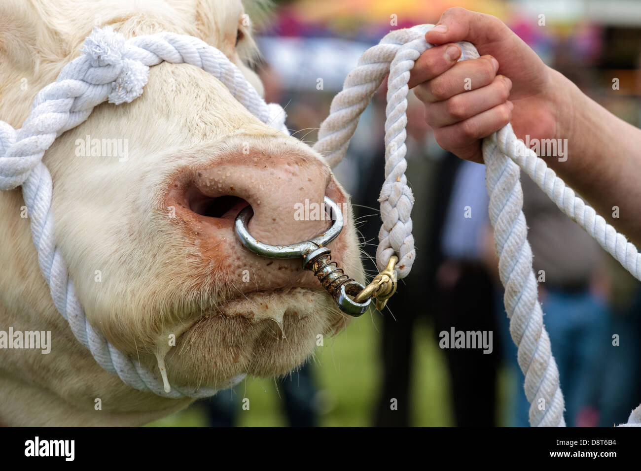Taureau Charolais menée par une corde et un anneau dans le nez, Ecosse, Royaume-Uni Banque D'Images