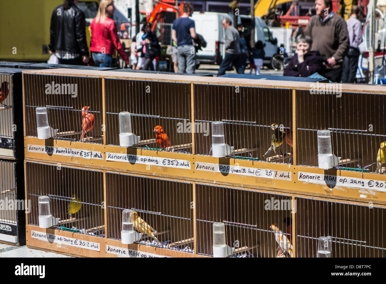 Canaris de couleur (Serinus canaria domestica) dans des cages à oiseaux à vendre au marché des animaux domestiques à Gand, Belgique Banque D'Images