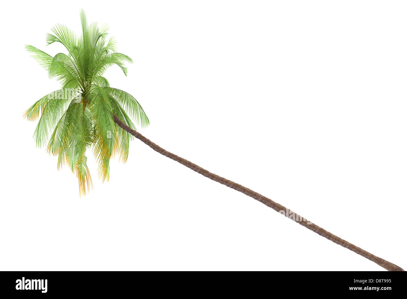 Palmier isolé sur fond blanc Banque D'Images
