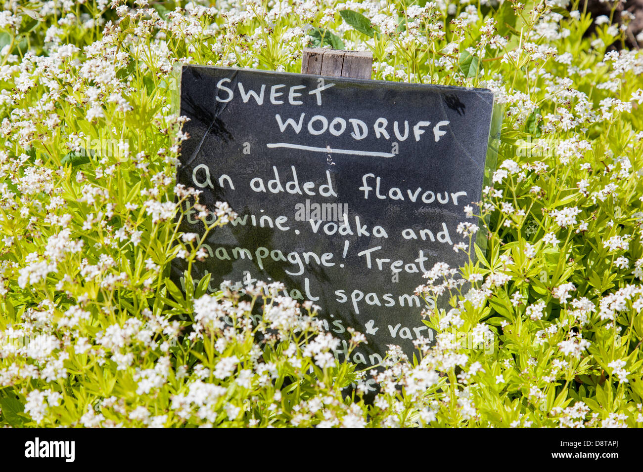 Sweet Woodruff signe parmi le feuillage Banque D'Images