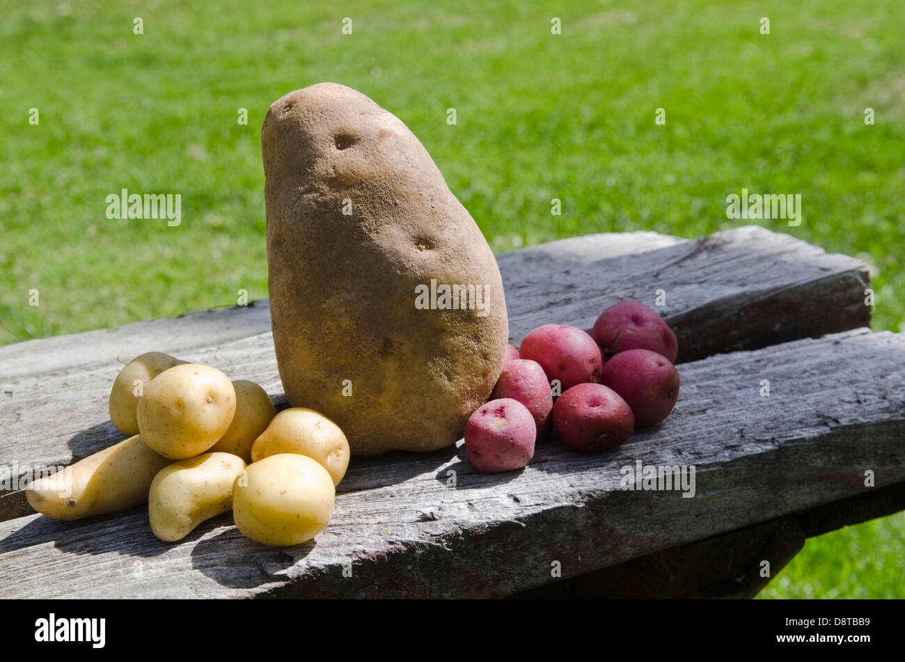 Pommes de terre de différentes tailles Banque D'Images