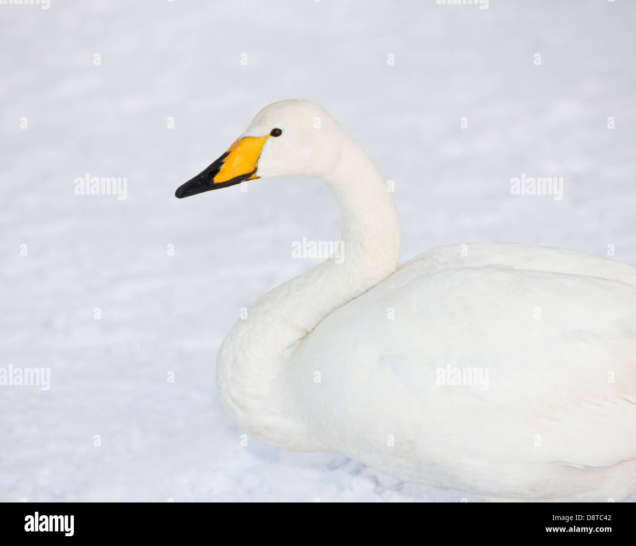 Portrait de cygne, l'hiver, l'Islande Banque D'Images