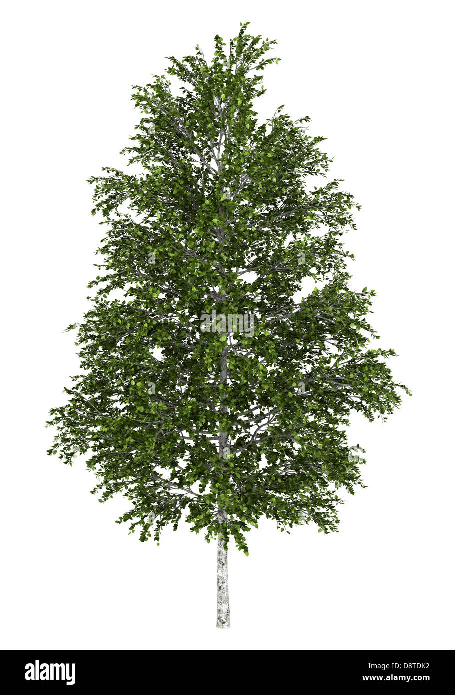 Bouleau blanc européen tree isolated on white Banque D'Images