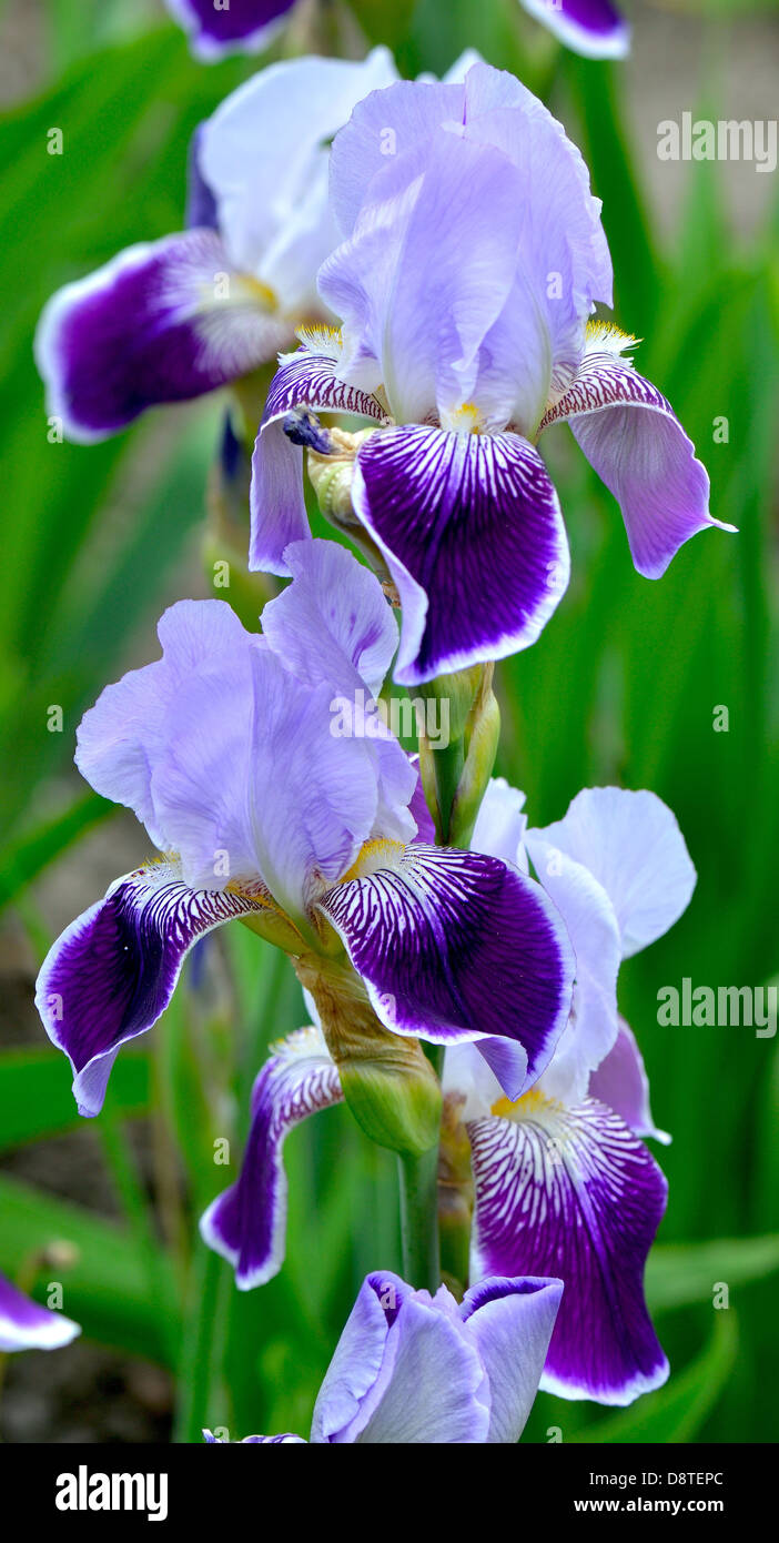 Violet et bleu pâle iris fleurs Banque D'Images