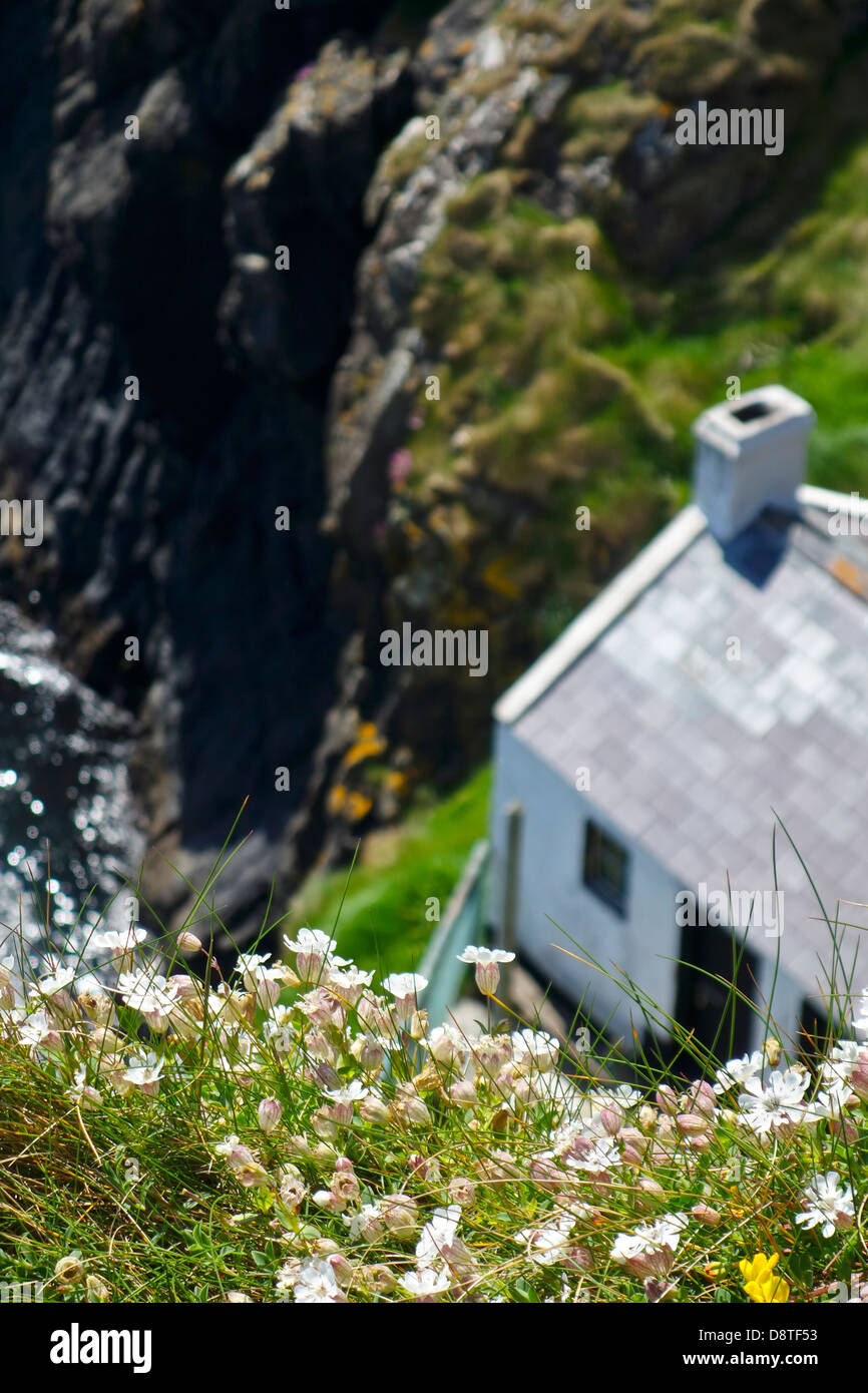 Silene maritima sur mer falaise côtière Banque D'Images