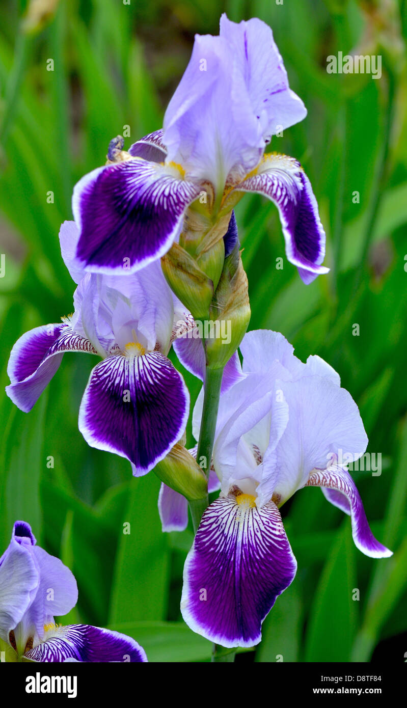 Violet et bleu pâle iris fleurs Banque D'Images