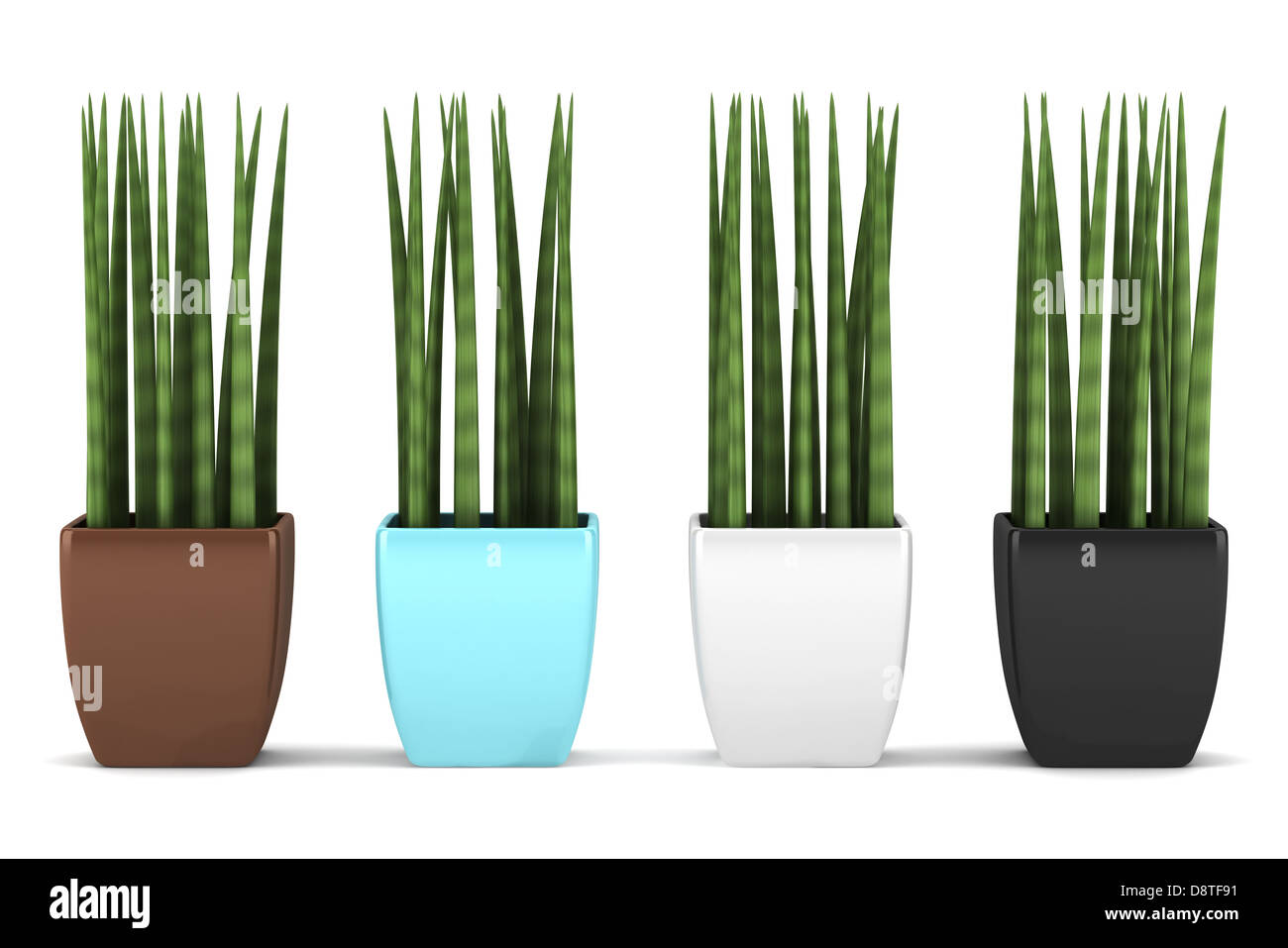 Quatre pots de couleur isolées des plantes décoratives Banque D'Images