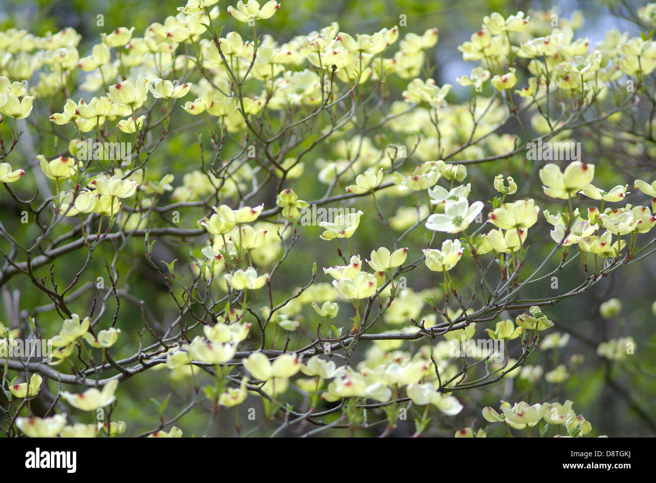 Fleur de printemps cornouiller Cornus florida Banque D'Images
